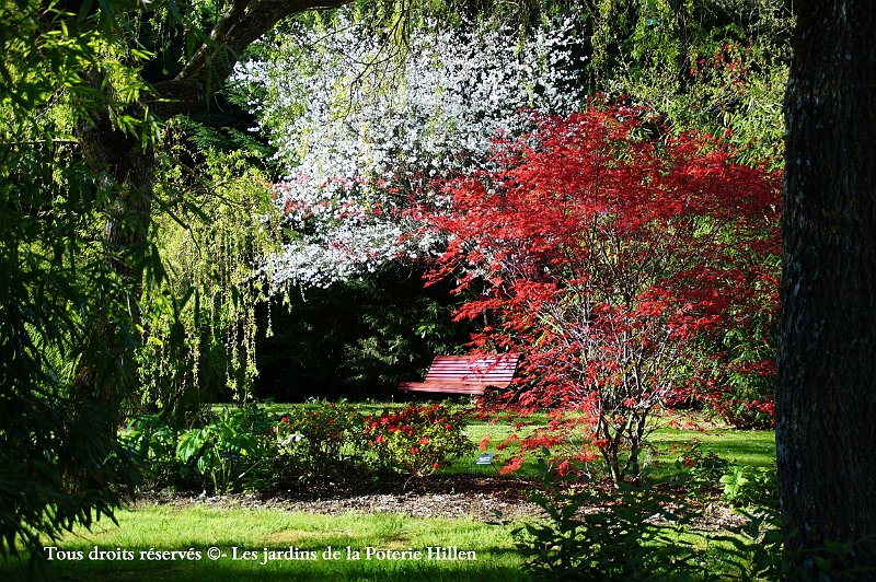 cerisier et erables au jardin du nord